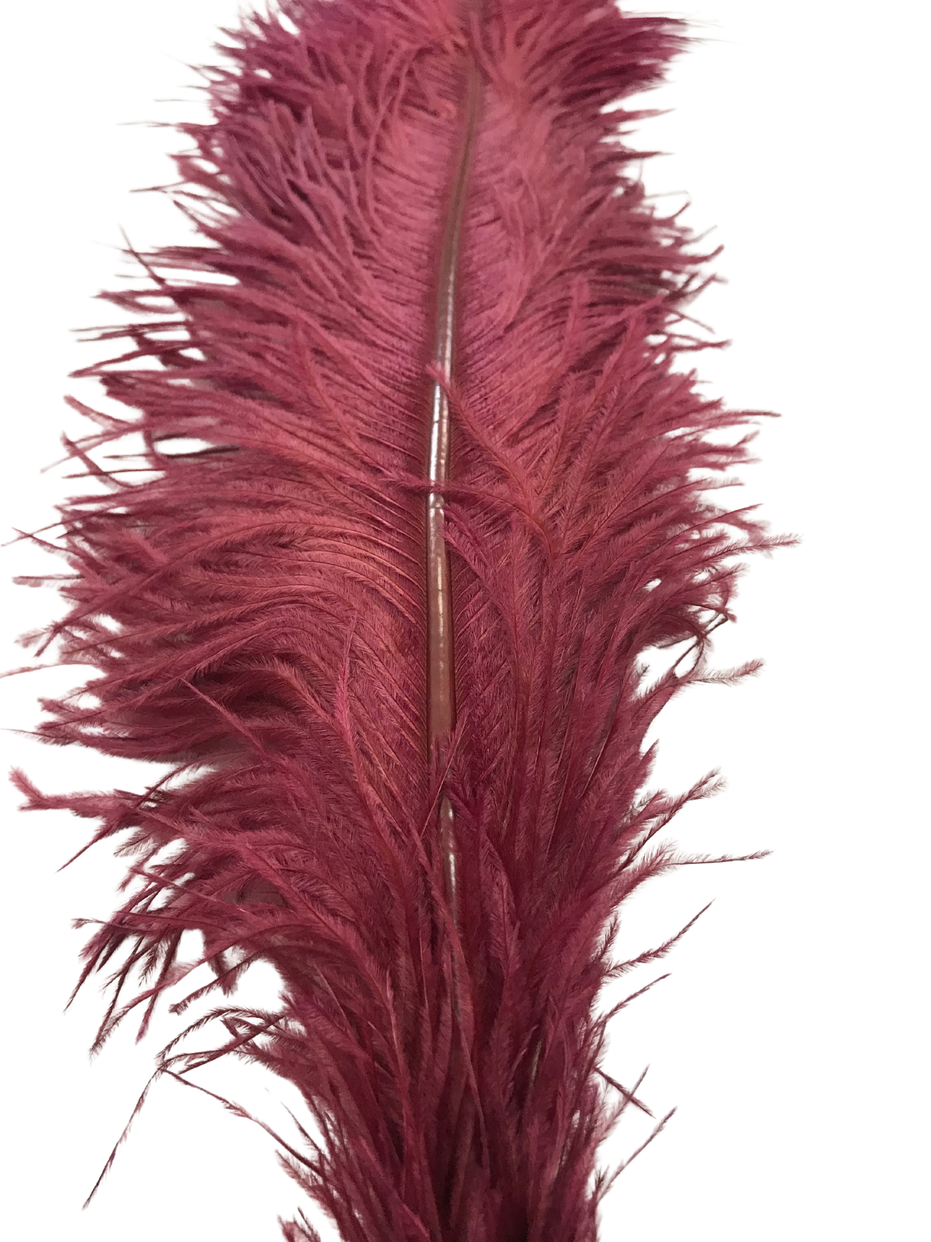 OSTRICH FEATHER:LARGE;5PC/BAG (MCN008L) - MAROON(F09)