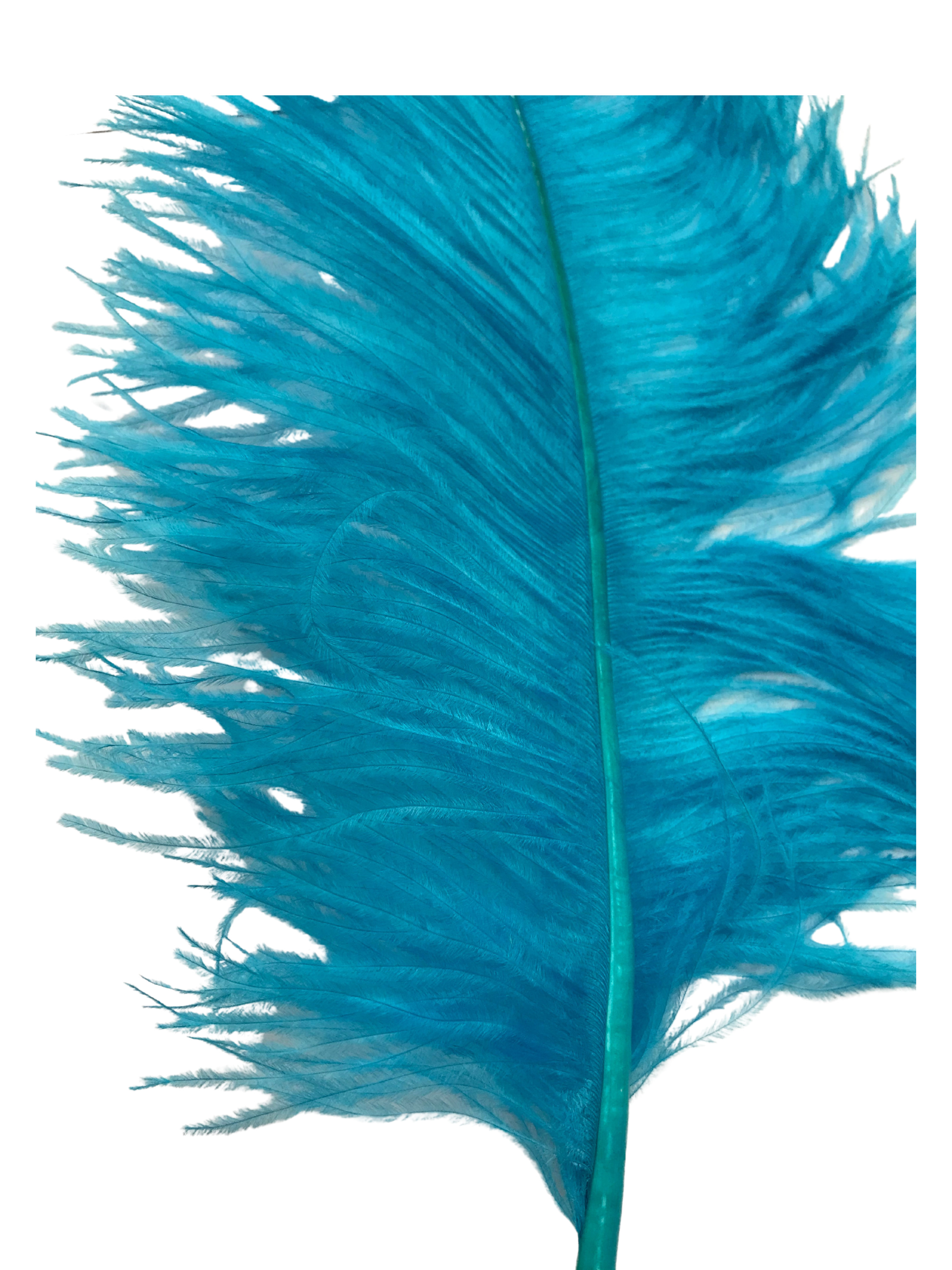 OSTRICH FEATHER:LARGE;5PC/BAG (MCN008L) - TURQUOISE(D03)