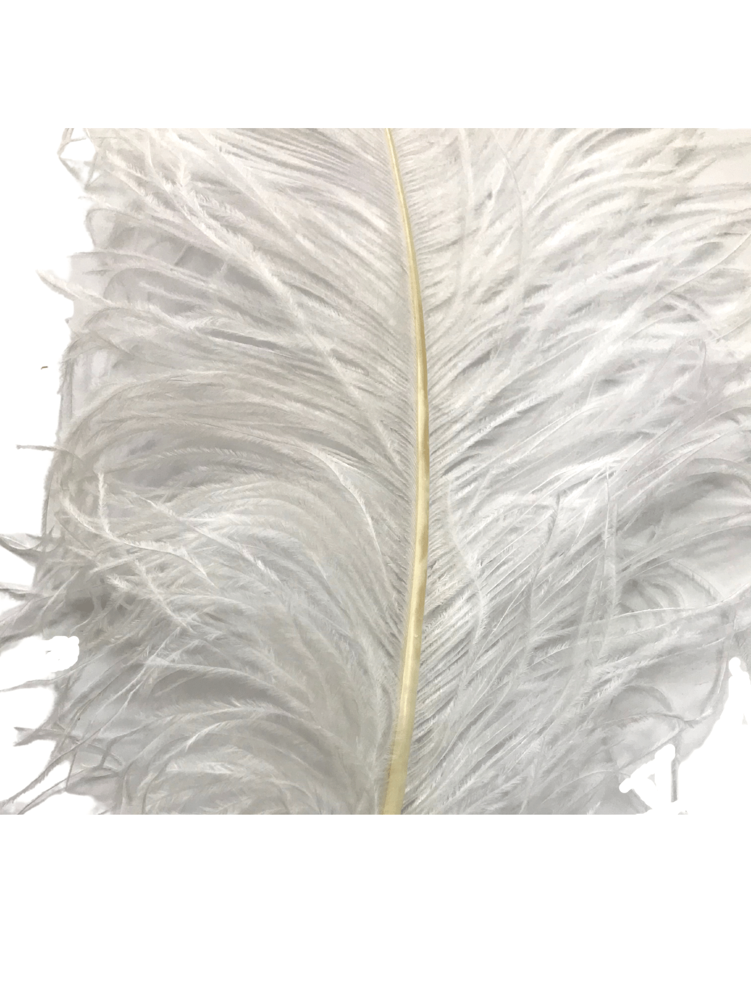 OSTRICH FEATHER:LARGE;5PC/BAG (MCN008L) - WHITE(G06)