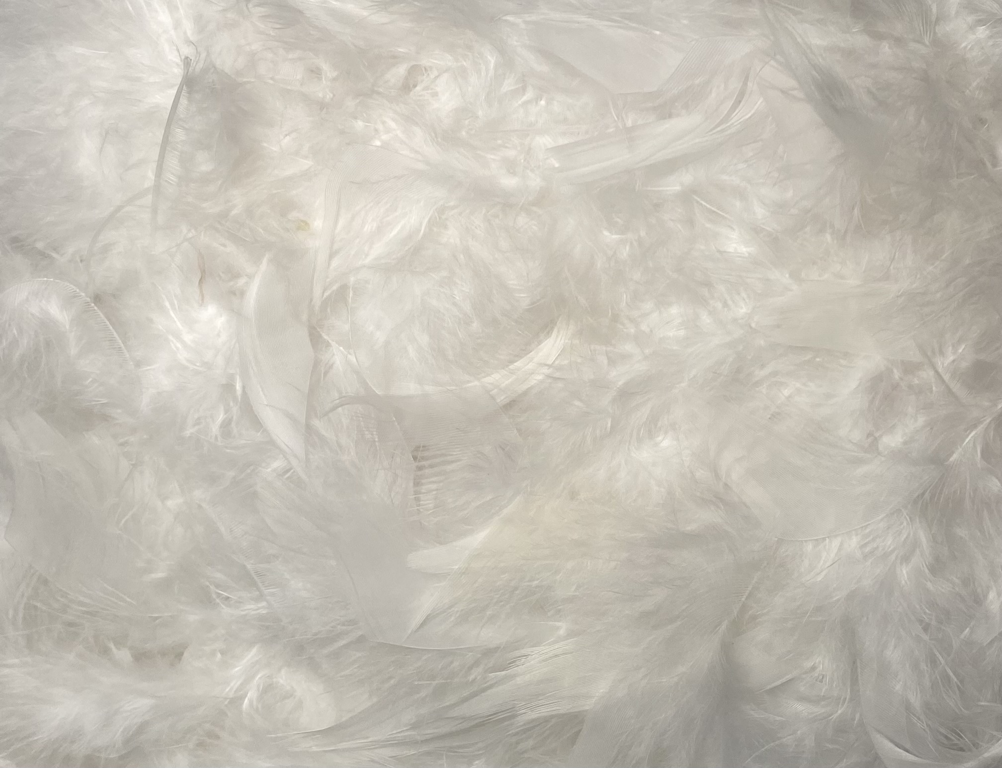 FEATHER TRIMMING;2YD (MCN002) - White