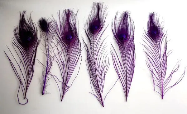 PEACOCK FEATHER:25PC/BAG (JF-PT-006S-1)