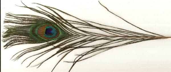 PEACOCK FEATHER W/EYE:50PC/BDL (MCN006)