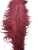OSTRICH FEATHER:LARGE;5PC/BAG (MCN008L) - MAROON(F09)